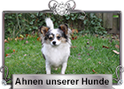 Ahnen unserer Hunde