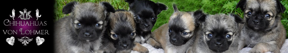 Chihuahuas von Lohmer