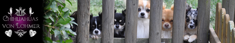 Chihuahuas von Lohmer