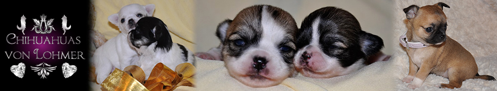 Chihuahuas von Lohmer
