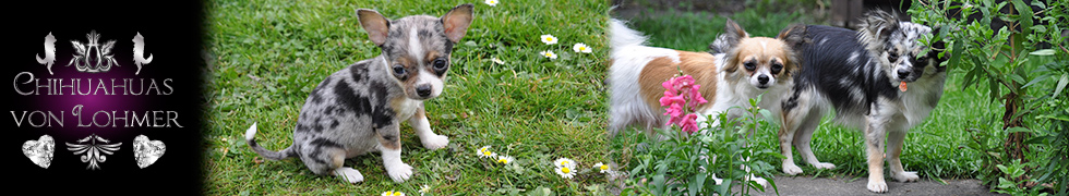 Chihuahuas von Lohmer