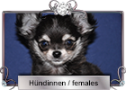 Hündinnen
