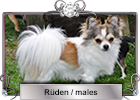 Rüden