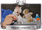 Welpen