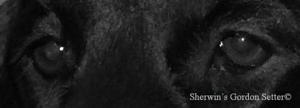 sherwins-gordon-setter.de