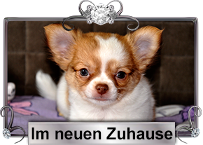 Im neuen Zuhause
