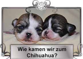 Wie wir zum Chihuahua kamen