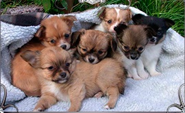 Alle auf einen Streich